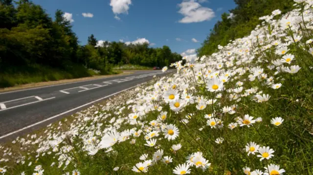 Wild flowers at the roadside