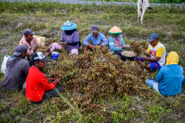 Farm labourers separate peanuts from their stems after they are harvested in Central Sulawesi province, Indonesia.