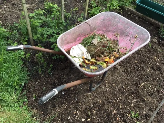 Wheelbarrow containing garden waste