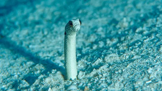 Tiny garden eel sticking out of the sand