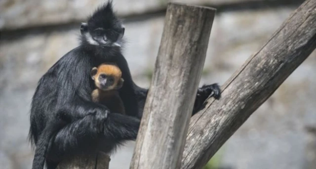 A newborn male Francois' langur, which was born after the lockdown, with its mother at the Besancon Citadelle zoo in eastern France