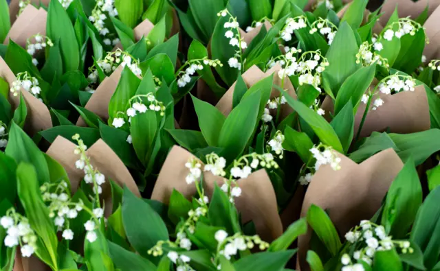 Lily of the valley order for florists in France