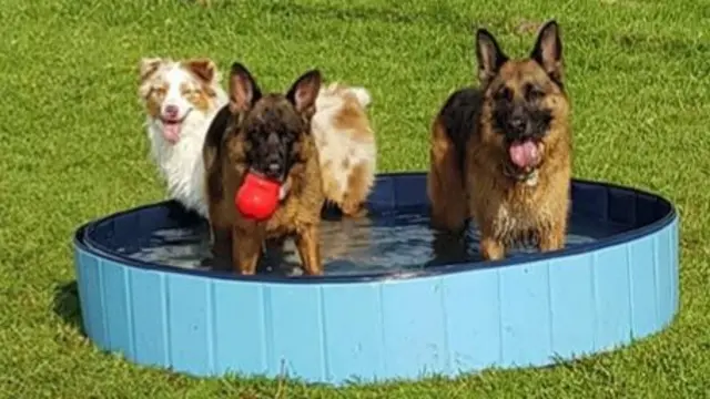 Dogs in a paddling pool