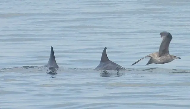 Mother and calf bottlenose dolphin