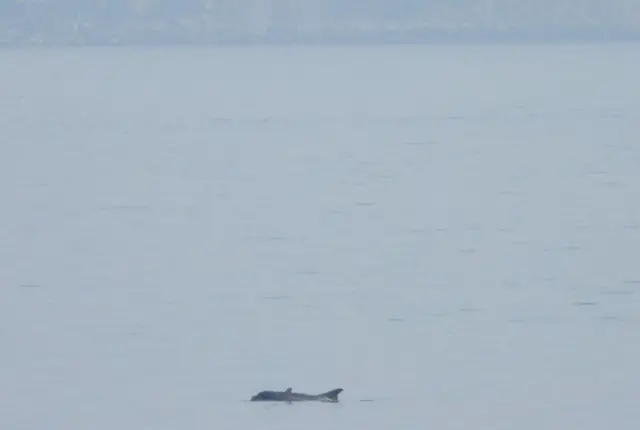 Mother and calf bottlenose dolphin