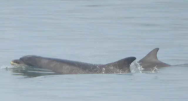 Mother and calf bottlenose dolphin