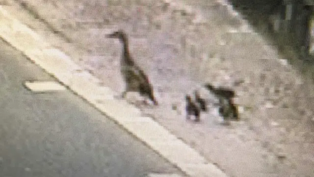 A mother duck and her ducklings on the M1 northbound carriageway between J25 to J26 on the Nottinghamshire/Derbyshire boarder