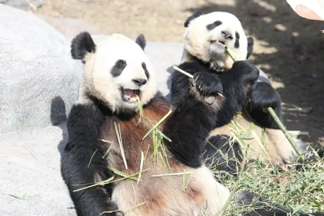 Pandas Er Shun and Da Mao in Canada