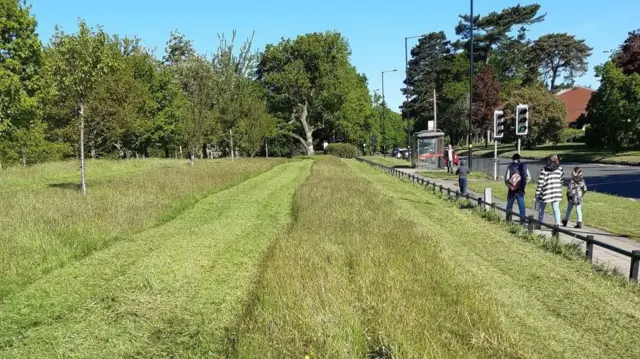 Grass cut in 2m strips