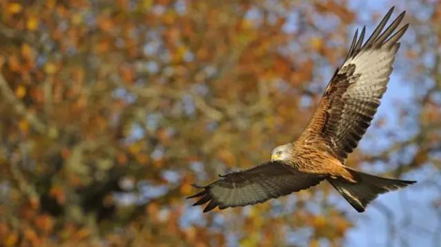 Image copyrightSCIENCE PHOTO LIBRARY Image caption Red kites are among the raptors being targeted