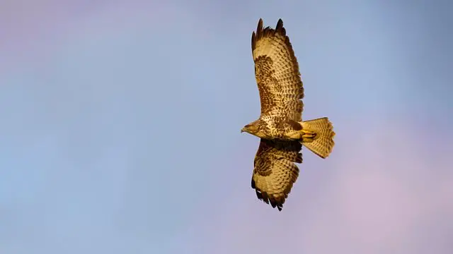 Buzzard