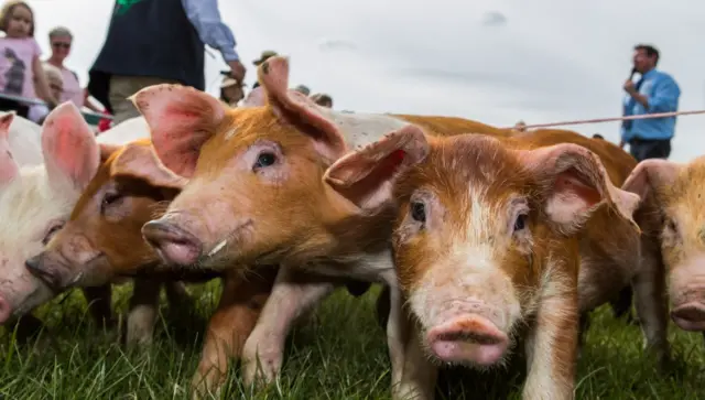 Pigs at the Herts County Show