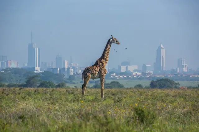 A Masai giraffe near Nairobi