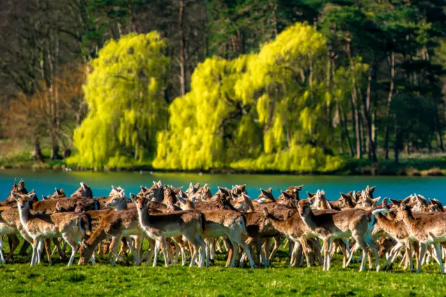 A herd of deer at Holkham Hall, North Norfolk