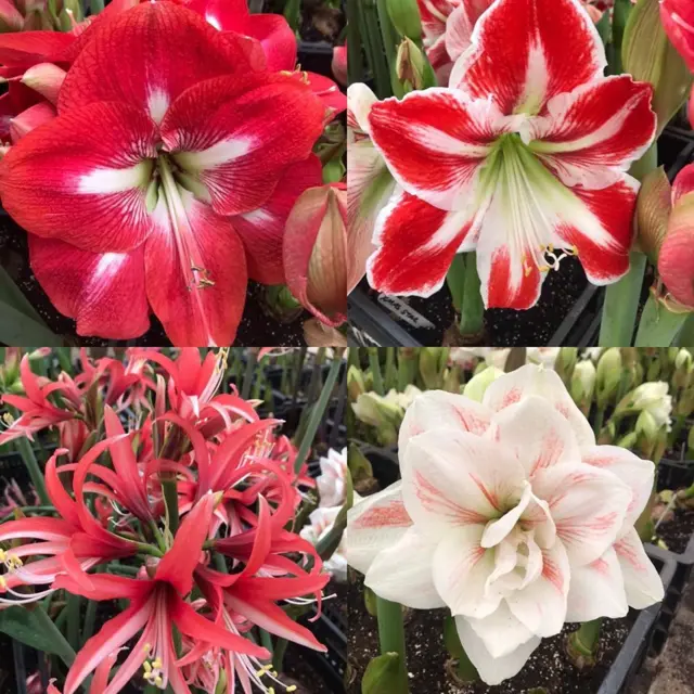 Four bloomed flowers