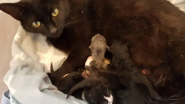 Luna and the kittens