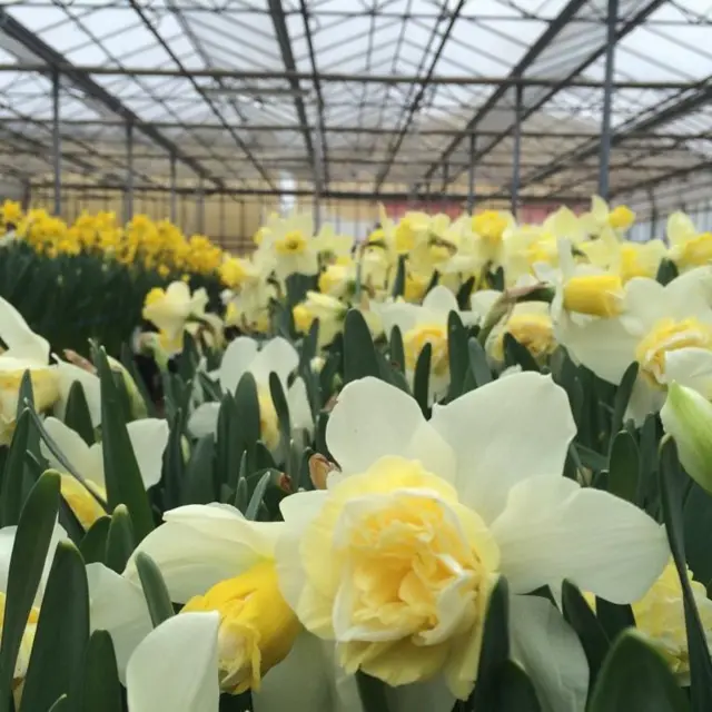 Daffodils
