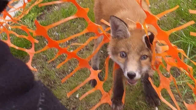 Fox