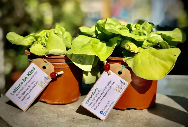 Lettuce in a pot