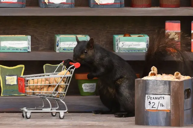 Squirrels go "shopping" in Nutzy's country market