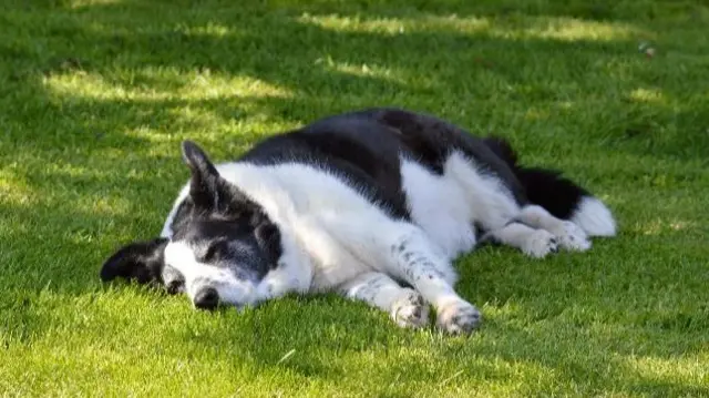 Dog in shade in Southam