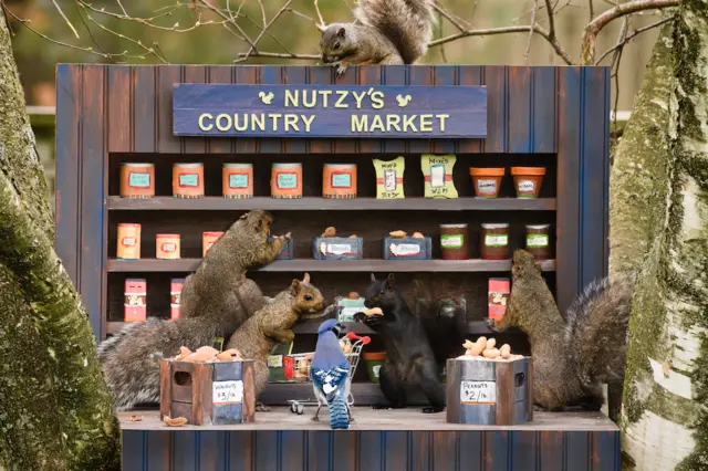 Squirrels go "shopping" in Nutzy's country market