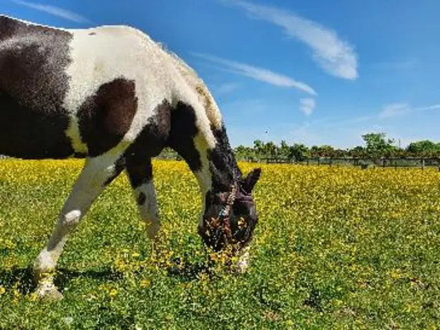 Horse in Credenhill