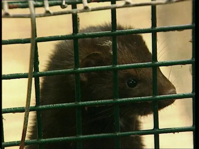 A mink at a mink farm. File photo