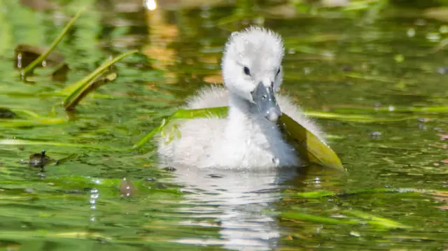 Cygnet