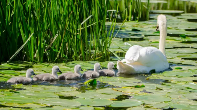 Swan and cygnets