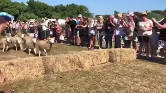 Sark sheep racing