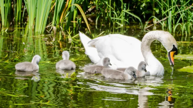 Swan and cygnets