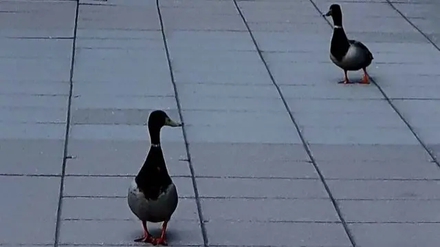 Ducks