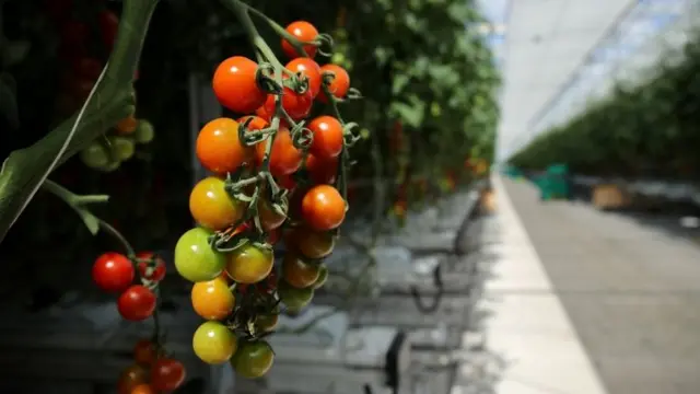 Tomatoes being grown