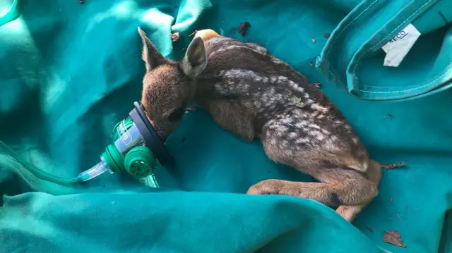 The rescued deer