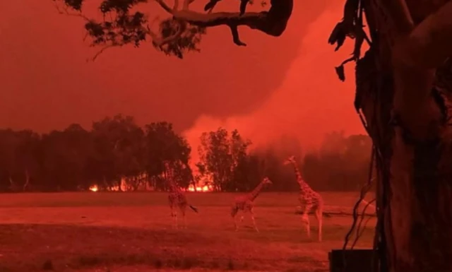 Giraffes in a paddock at Mogo Zoo with bushfire flames seen in the background