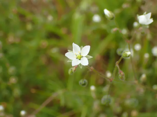 Wildflower