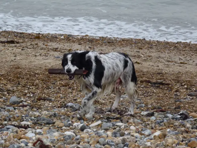 dog on beach