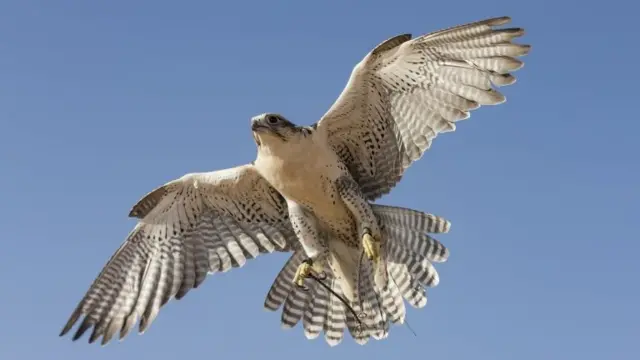 A peregrine falcon (stock image)