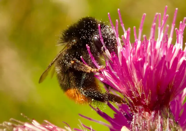 Bee on a flower