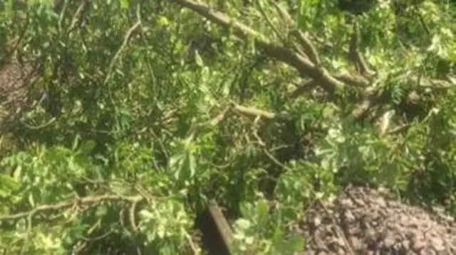 Tree on railway tracks