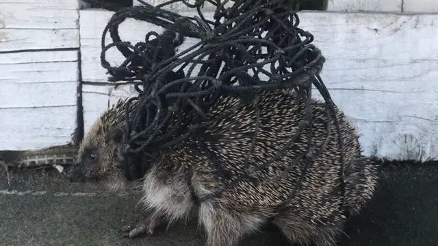 Tangled hedgehog