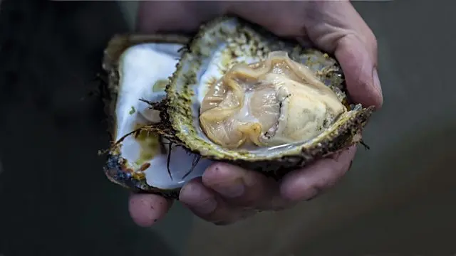 Oyster