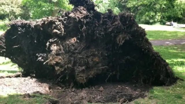 The uprooted tree in Highbury Park