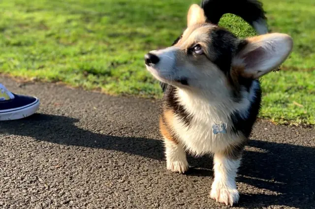 Ellie the corgi puppy