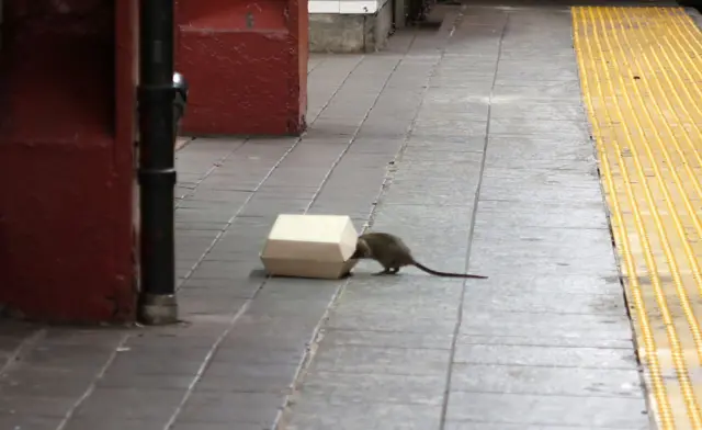 A rat looks for a meal on a New York subway platform