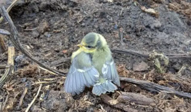 Blue tit chick