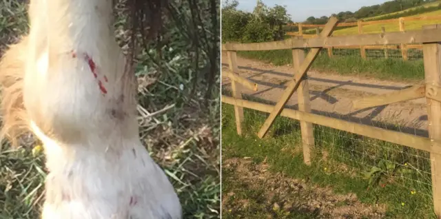 Horse cut and fence