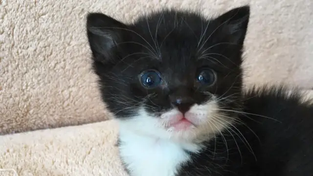 kitten