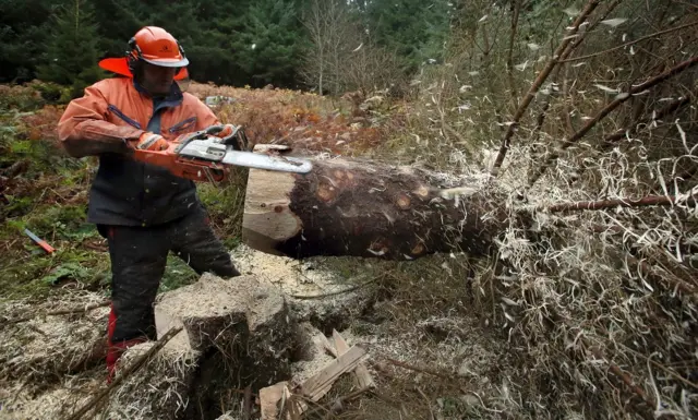Forestry worker